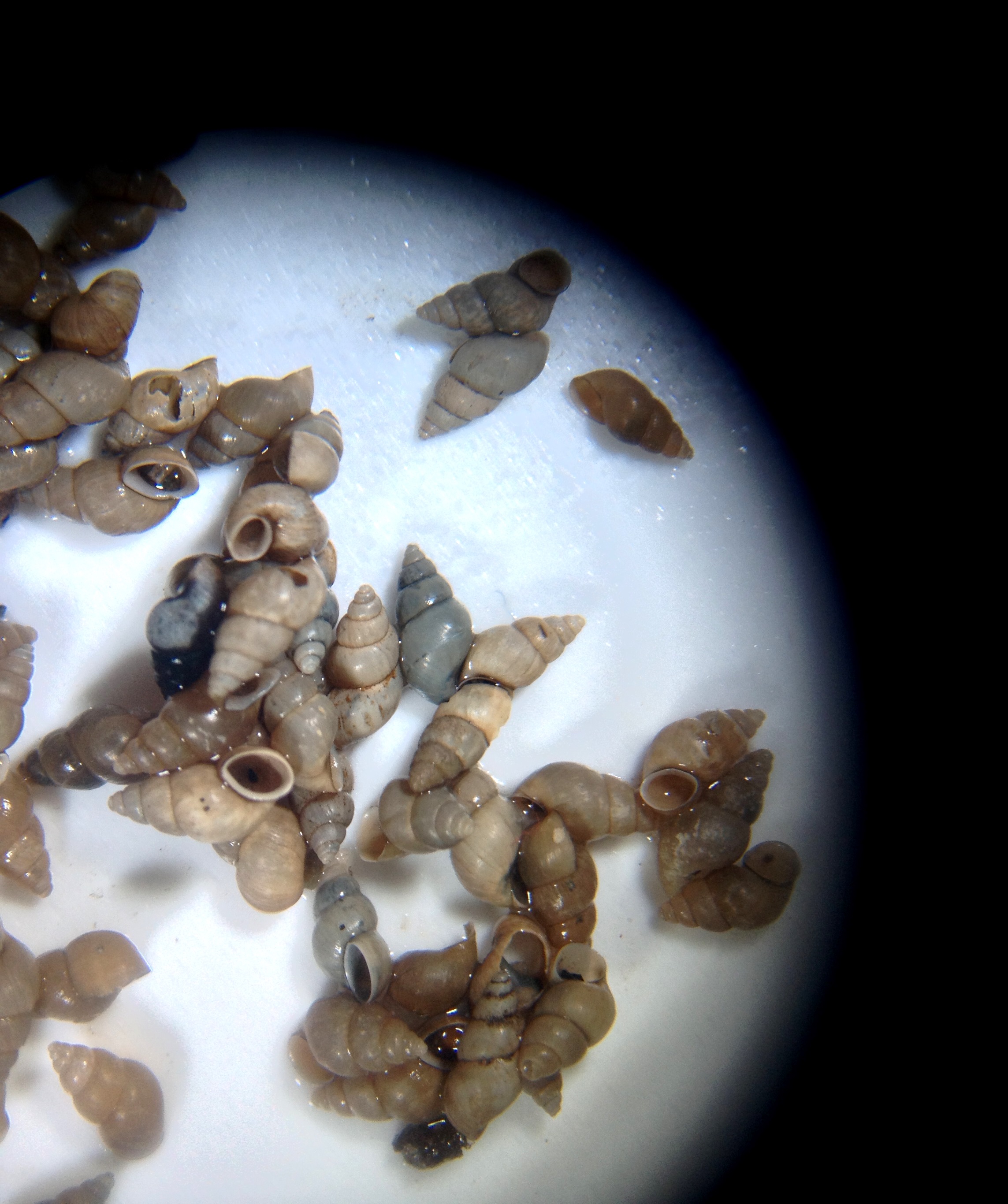 Invasive New Zealand mud snails as seen under a microscope. U.S. Geological Survey